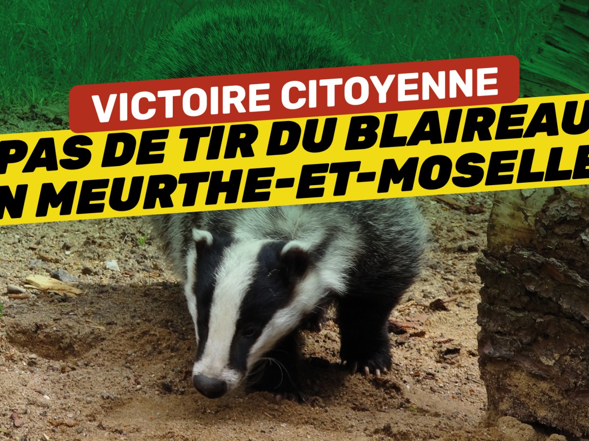 Pas de tir du blaireau en Meurthe-et-Moselle !